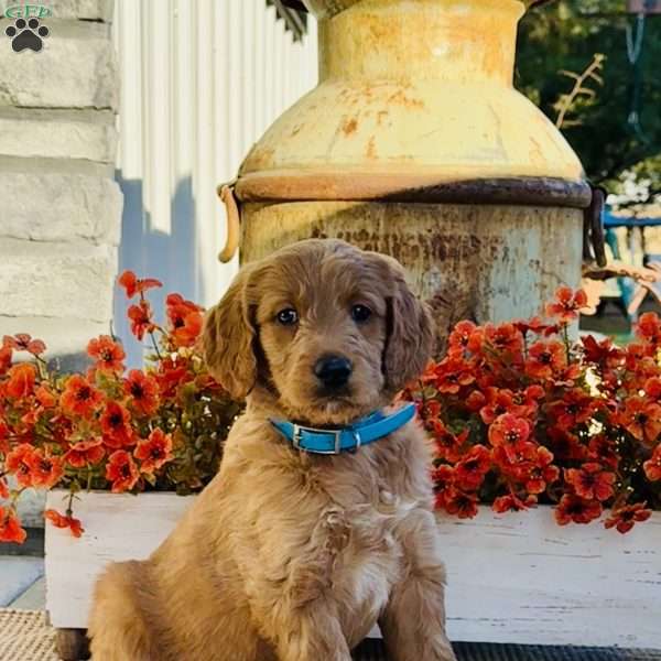 Jack, Goldendoodle Puppy
