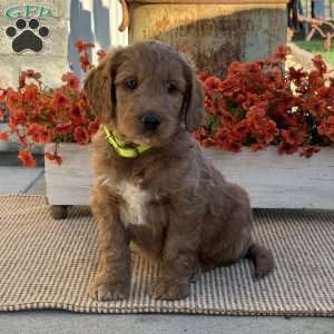 Jimmy, Goldendoodle Puppy