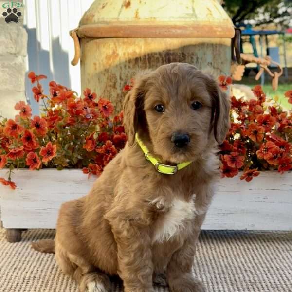 Jimmy, Goldendoodle Puppy