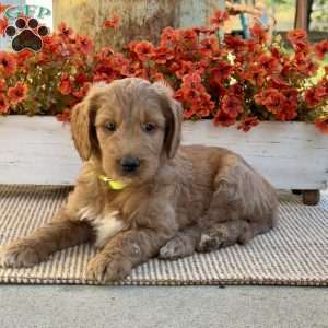 Jimmy, Goldendoodle Puppy