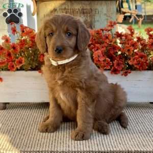 John, Goldendoodle Puppy