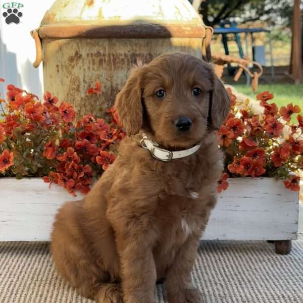 John, Goldendoodle Puppy