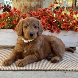 John, Goldendoodle Puppy