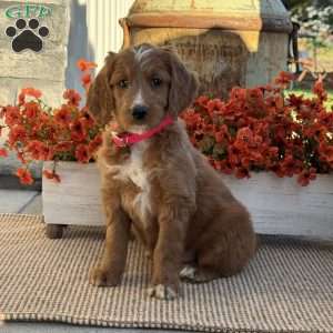 Julia, Goldendoodle Puppy