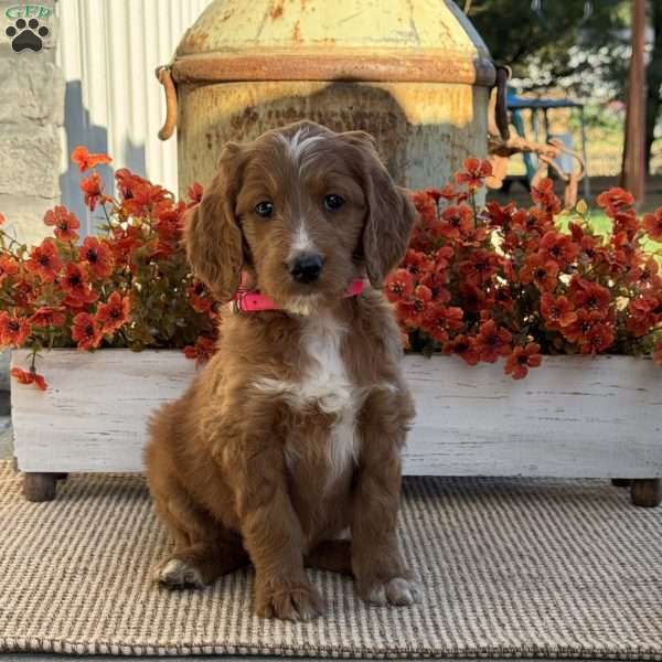 Julia, Goldendoodle Puppy