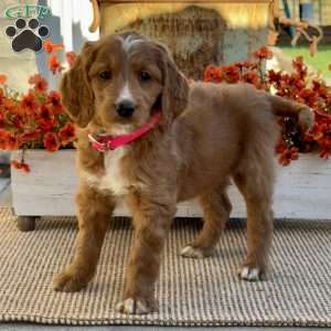 Julia, Goldendoodle Puppy