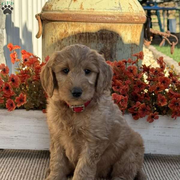 Josie, Goldendoodle Puppy