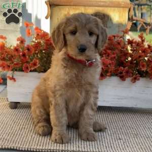 Josie, Goldendoodle Puppy