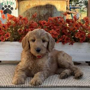 Josie, Goldendoodle Puppy
