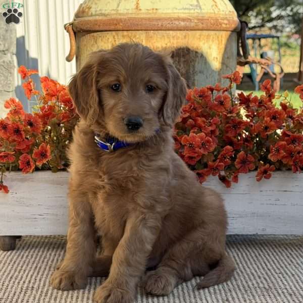 Joey, Goldendoodle Puppy