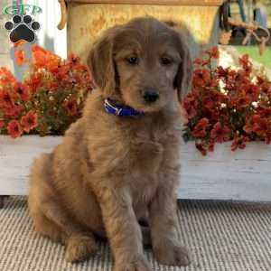 Joey, Goldendoodle Puppy