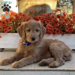 Joey, Goldendoodle Puppy