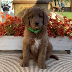 Junior, Goldendoodle Puppy