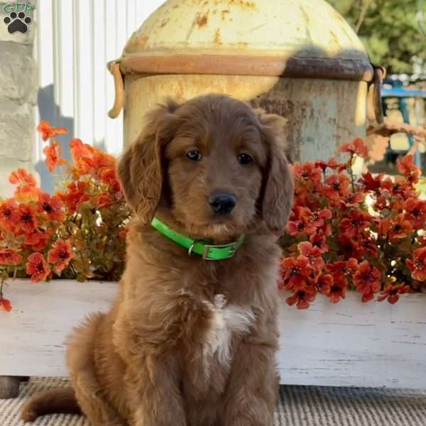 Junior, Goldendoodle Puppy