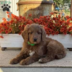 Junior, Goldendoodle Puppy