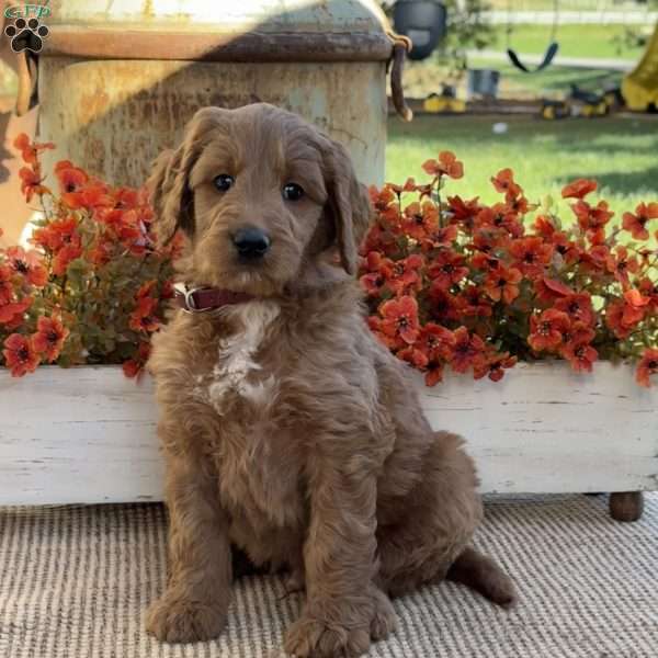 Jasper, Goldendoodle Puppy