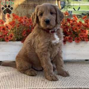Jasper, Goldendoodle Puppy
