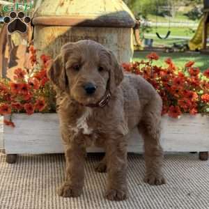 Jasper, Goldendoodle Puppy