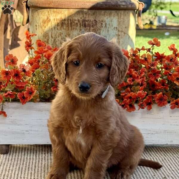 Jill, Goldendoodle Puppy