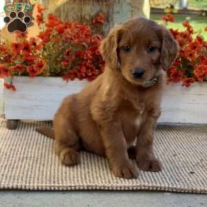 Jill, Goldendoodle Puppy