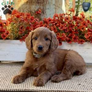 Jill, Goldendoodle Puppy