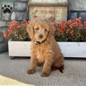 Honey, Mini Goldendoodle Puppy