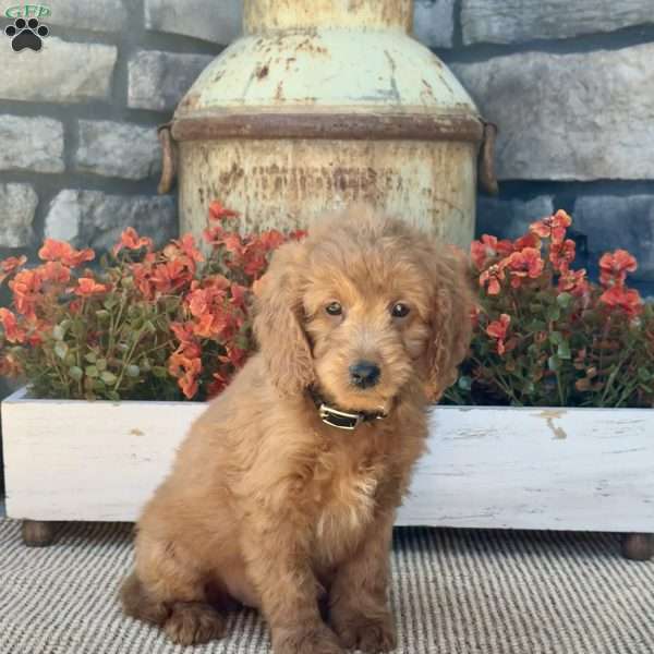 Honey, Mini Goldendoodle Puppy