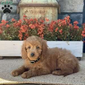 Honey, Mini Goldendoodle Puppy