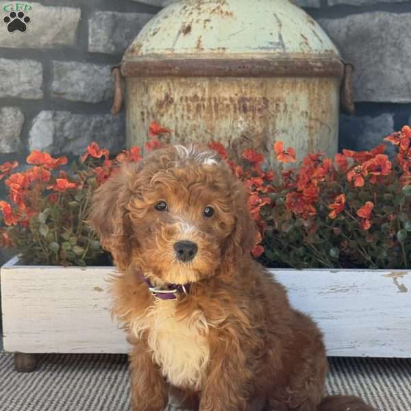 Holly, Mini Goldendoodle Puppy