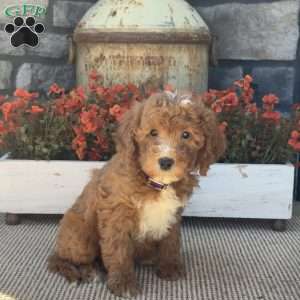 Holly, Mini Goldendoodle Puppy