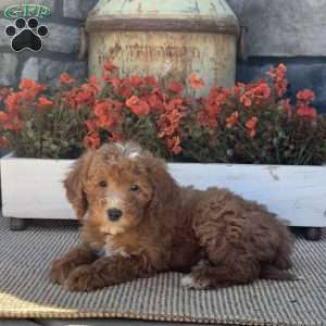 Holly, Mini Goldendoodle Puppy