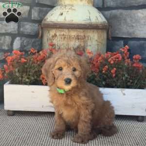 Hazel, Mini Goldendoodle Puppy