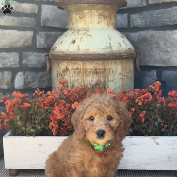 Hazel, Mini Goldendoodle Puppy