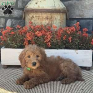Hazel, Mini Goldendoodle Puppy