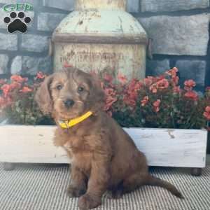 Harley, Mini Goldendoodle Puppy