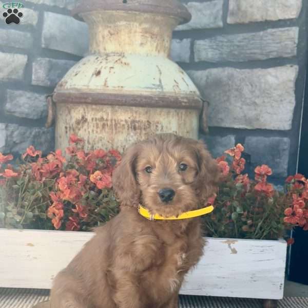 Harley, Mini Goldendoodle Puppy