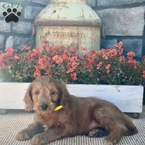 Harley, Mini Goldendoodle Puppy