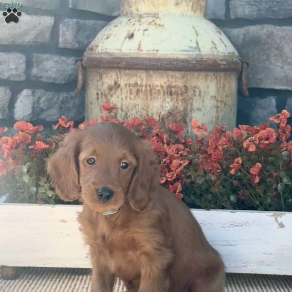 Homer, Mini Goldendoodle Puppy