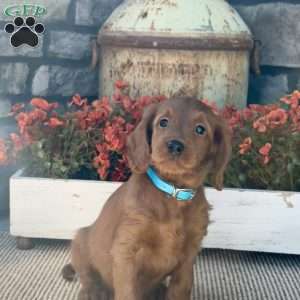 Homer, Mini Goldendoodle Puppy