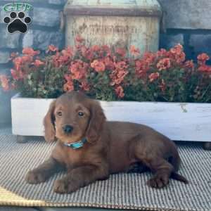 Homer, Mini Goldendoodle Puppy