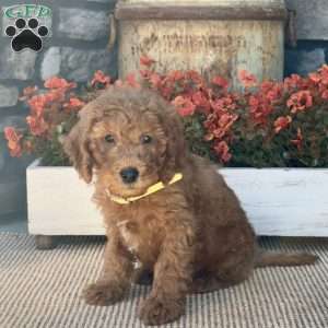 Hank, Mini Goldendoodle Puppy