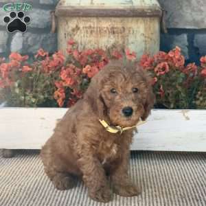 Hank, Mini Goldendoodle Puppy