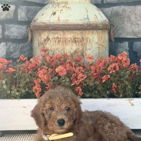 Hank, Mini Goldendoodle Puppy
