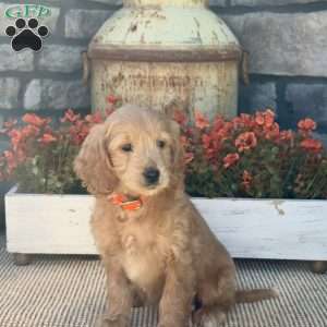Hillary, Mini Goldendoodle Puppy