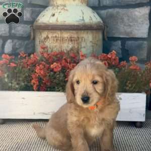 Hillary, Mini Goldendoodle Puppy