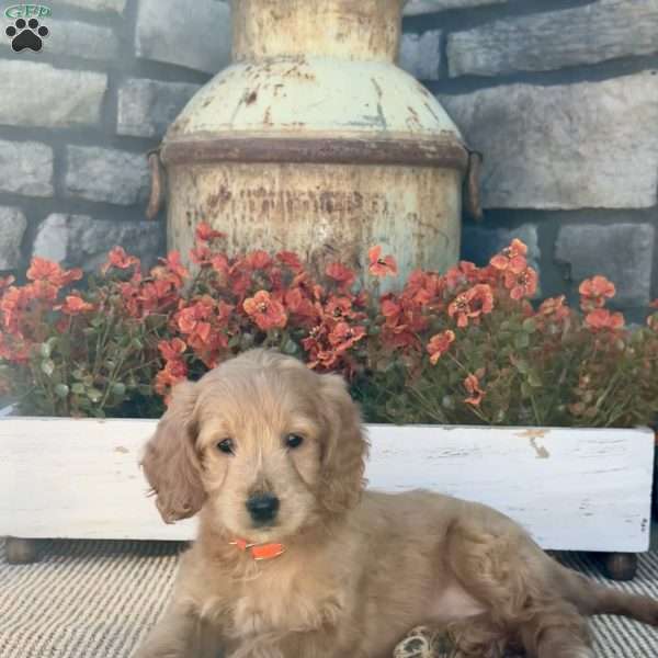 Hillary, Mini Goldendoodle Puppy