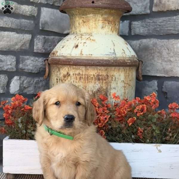 Earl, Golden Retriever Puppy