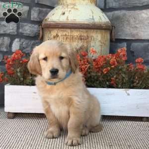 Emma, Golden Retriever Puppy