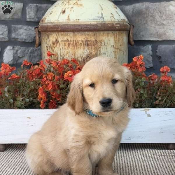 Emma, Golden Retriever Puppy