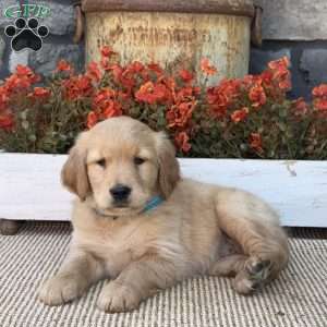 Emma, Golden Retriever Puppy